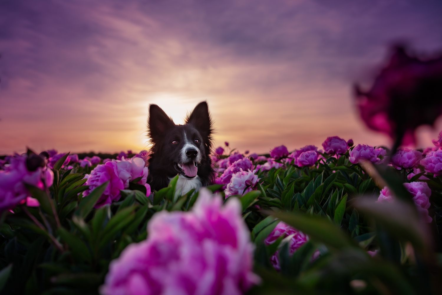 Tierfotografie und in Pfingstrosen