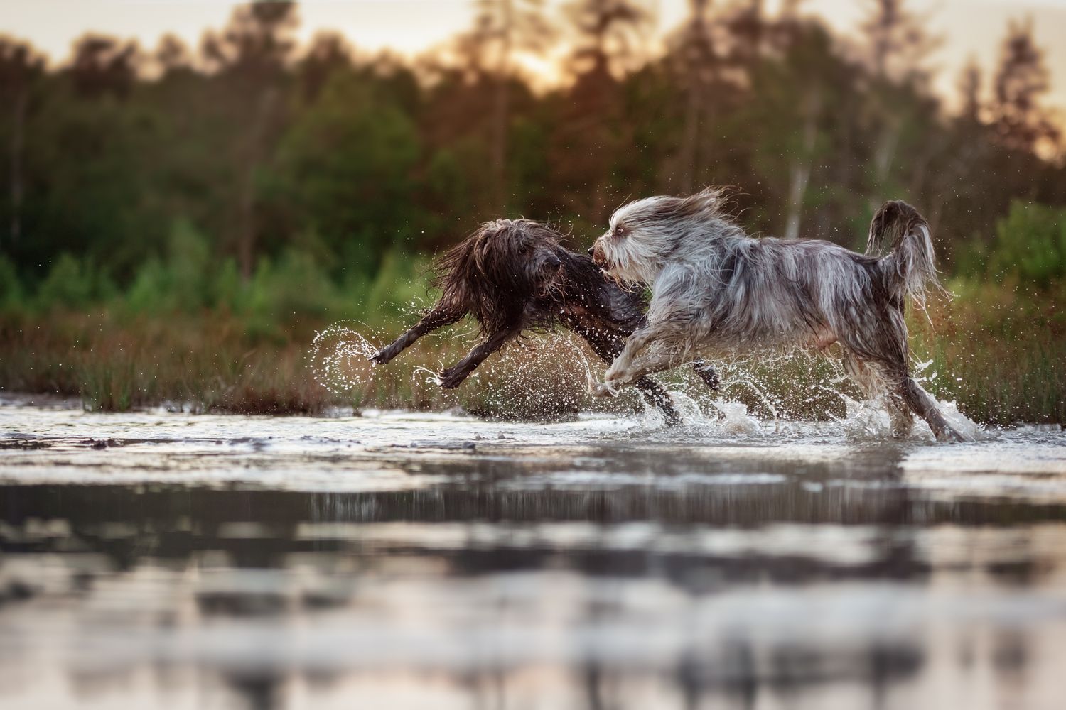 Tierfotografie Hunde im Wasser