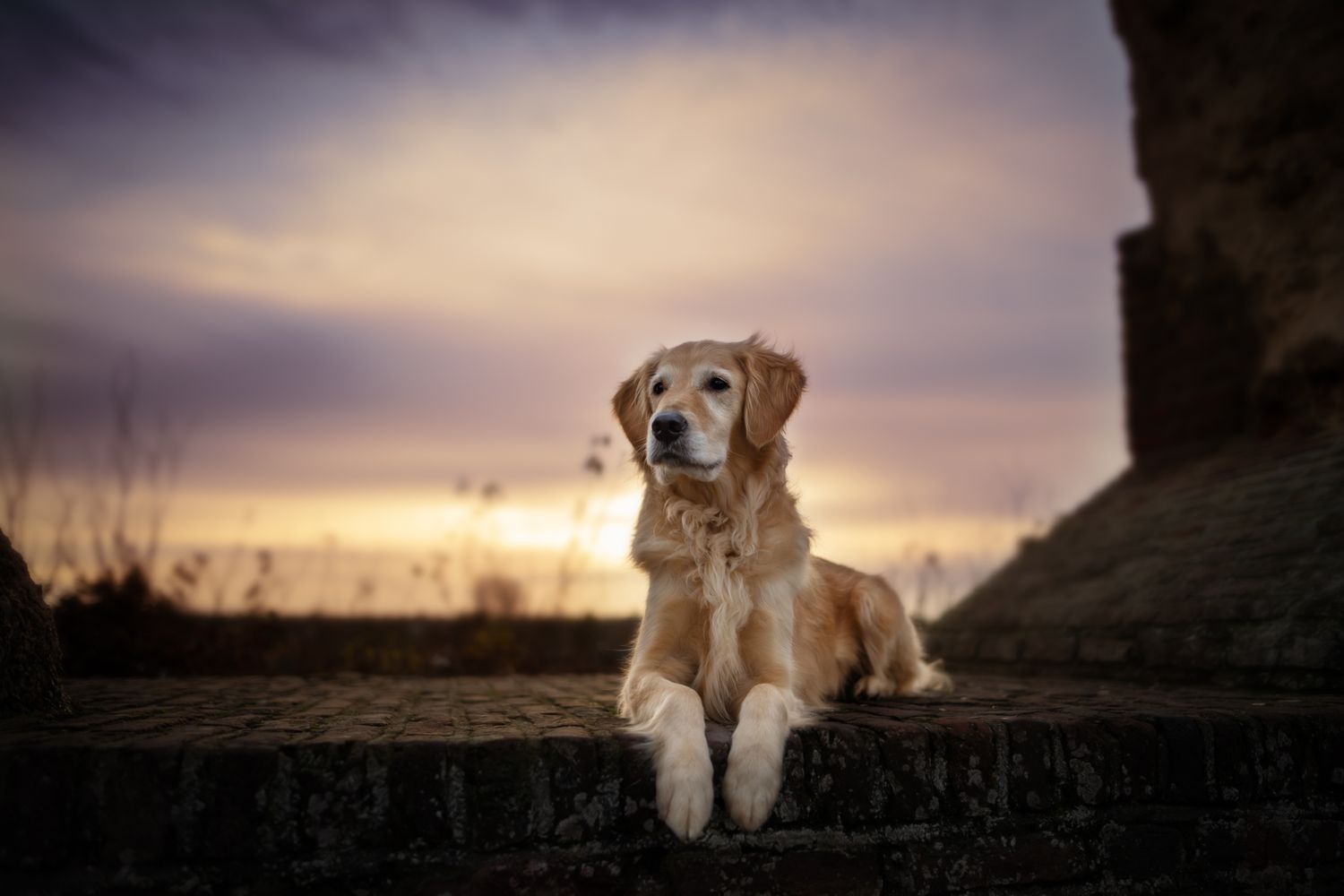 Tierfotografie Hund bei Sonnenuntergang