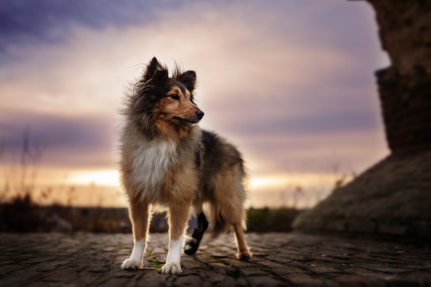 Tierfotografie Hund bei Sonnenuntergang