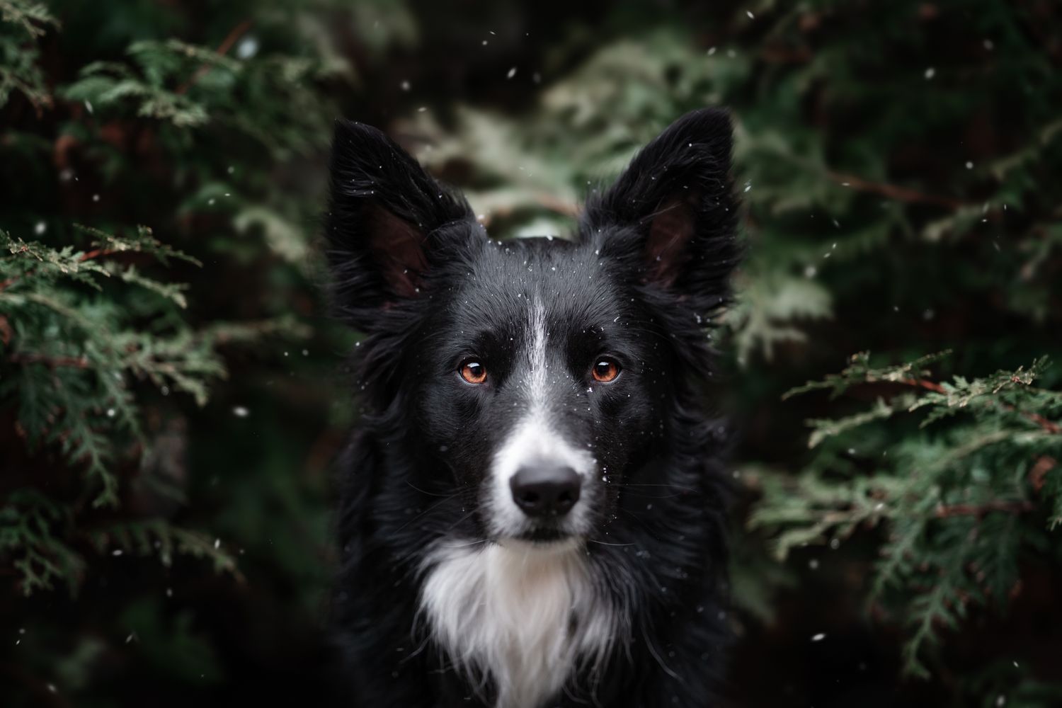 Tierfotografie Hund in Tannen