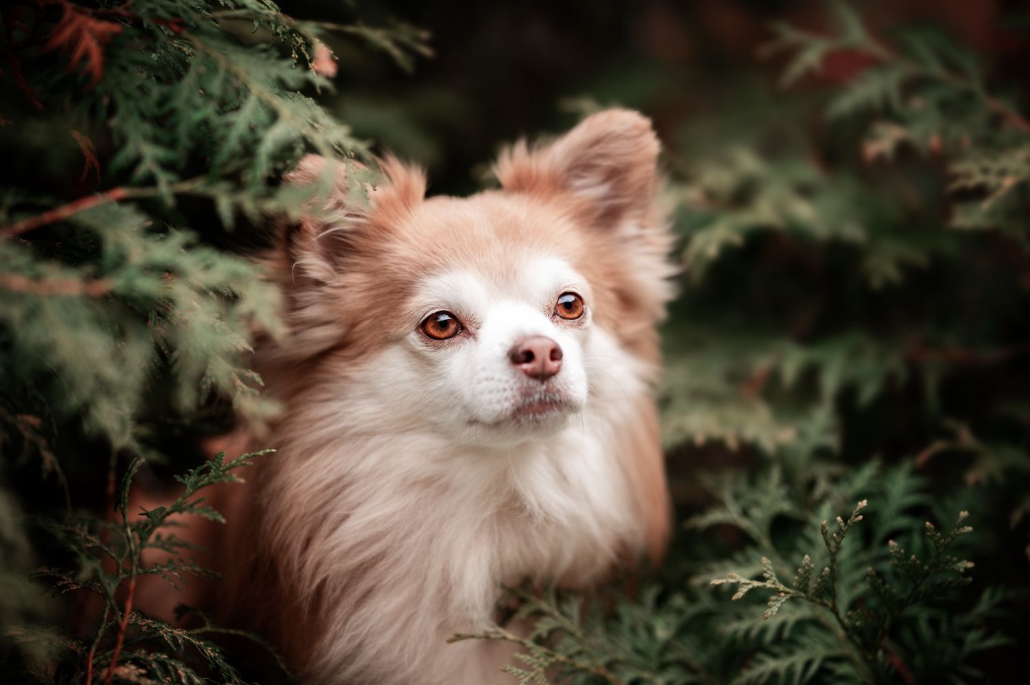 Tierfotografie Hund in Tannen