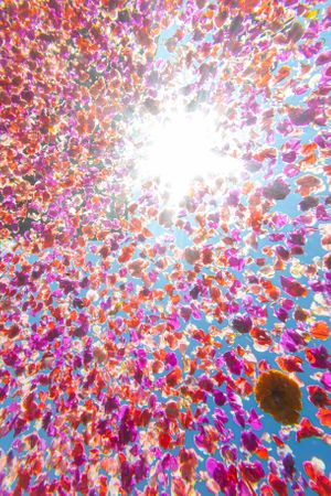Floating flowers on the surface of a pool