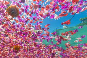 Flowers floating on the surface of a pool