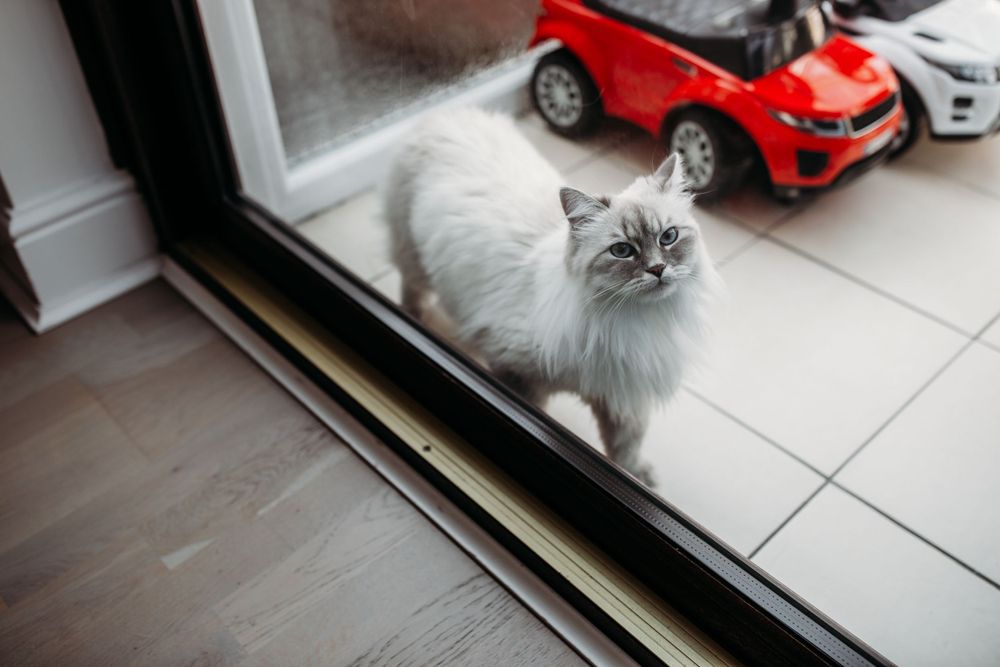 A fluffy white cat sits by a window with red toy cars visible outside.