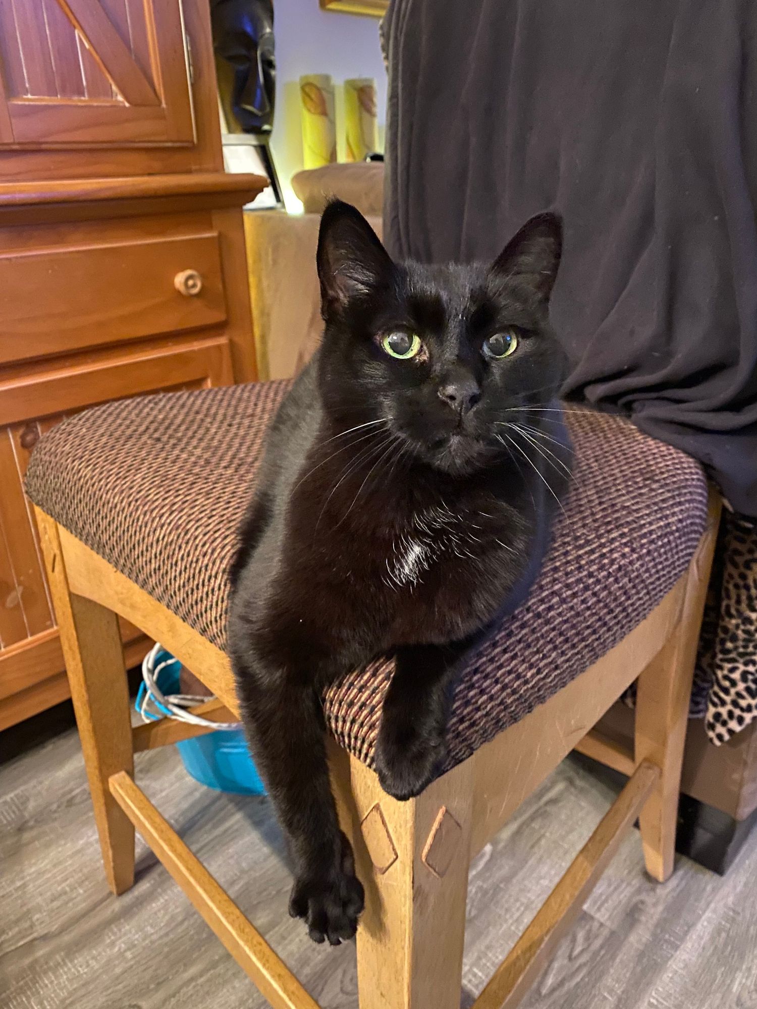 Winston, an older black cat with a white spot on his chest. He is a very gentle boy.