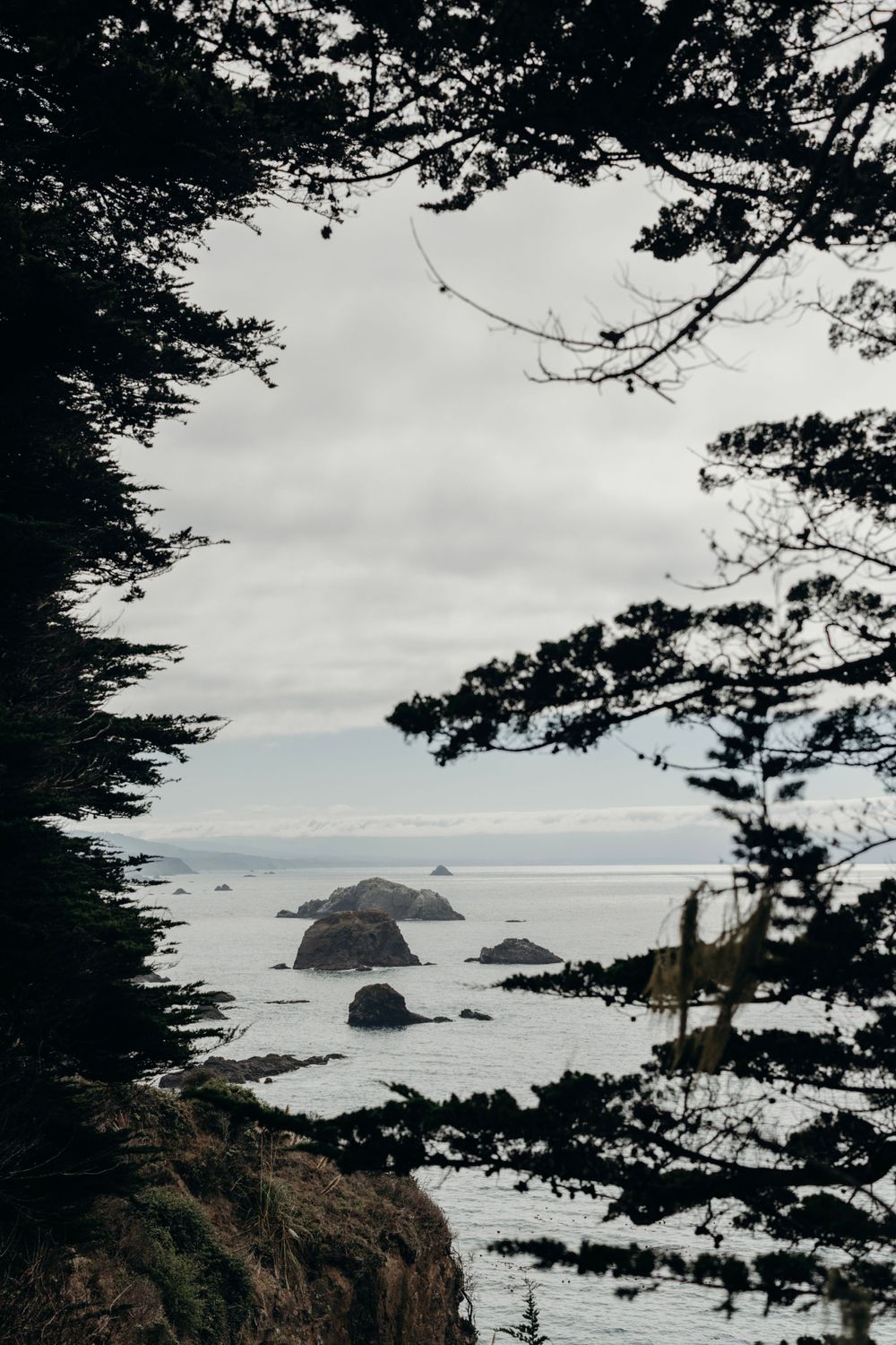 Dramatic coastal landscape with rocky cliffs and small islands visible through pine tree branches.