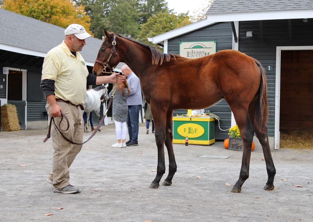 fasig tipton sale