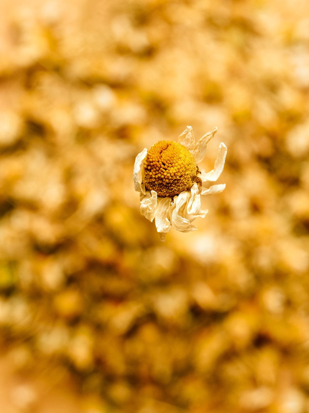 Close-up of a single dried chamomile flower with golden petals against blurred background.