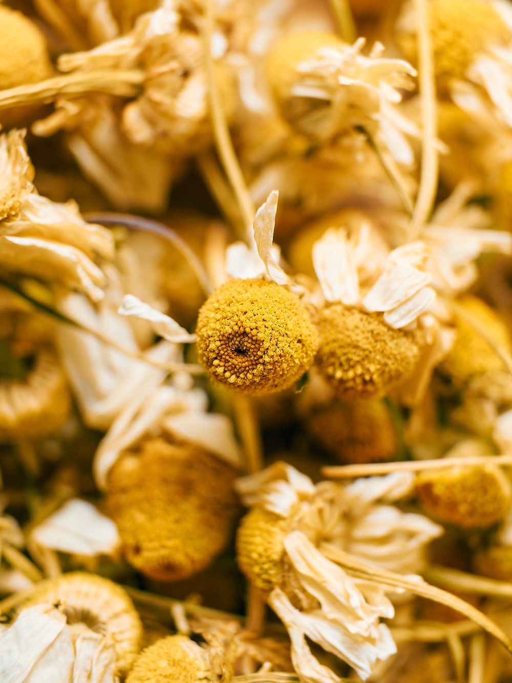 Detailed macro photograph of dried chamomile flowers with white petals and yellow centers.