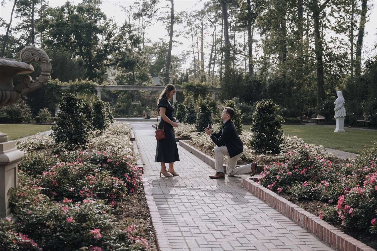 A proposal moment captured on a brick pathway surrounded by blooming pink rose gardens.
