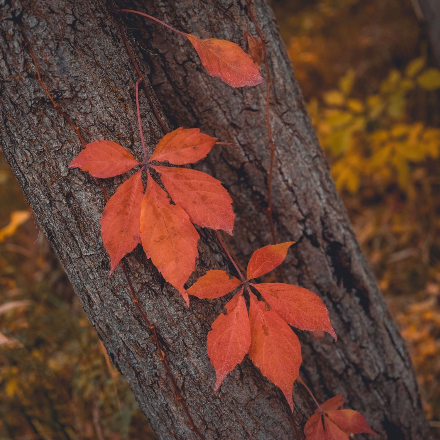 Michelle Deppe Photography Salt Lake City Utah landscape fall photographer