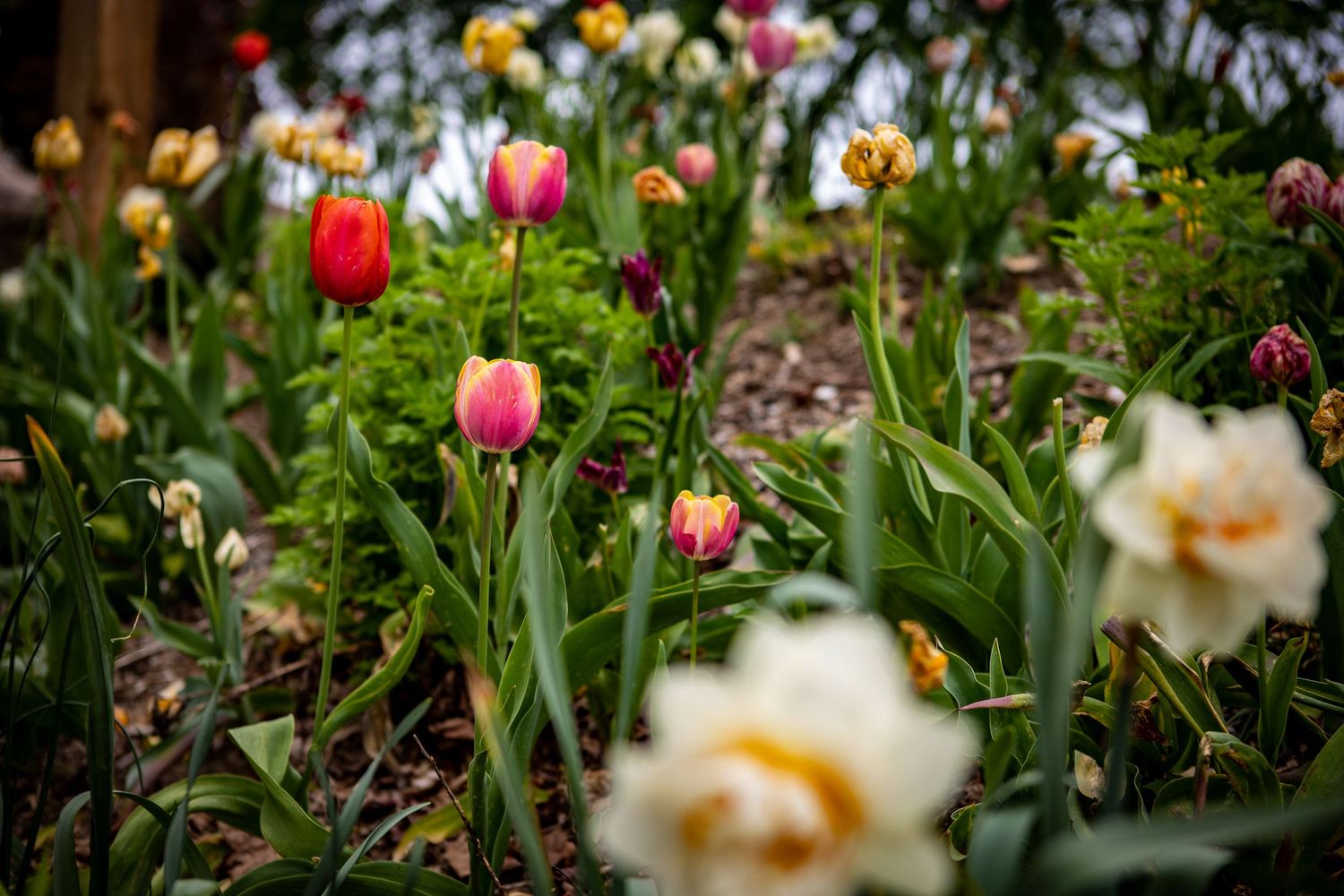 Colorful tulips and spring flowers blooming in a garden bed with mixed varieties.
