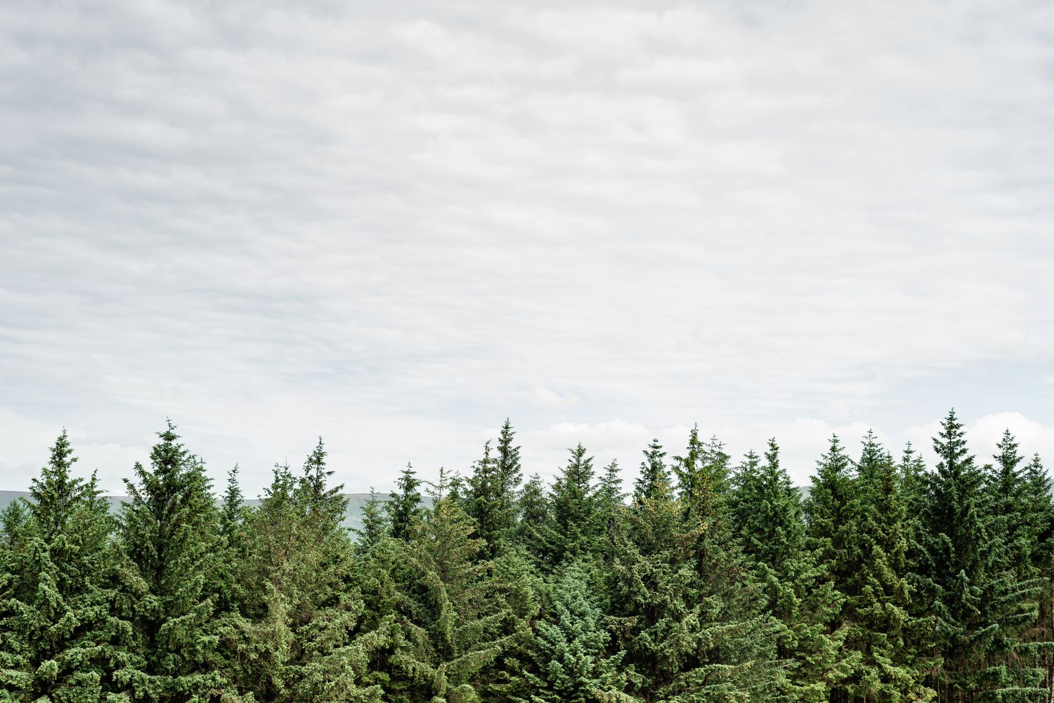 forest scenery with vast sky. location based airbnb hotspot photography
