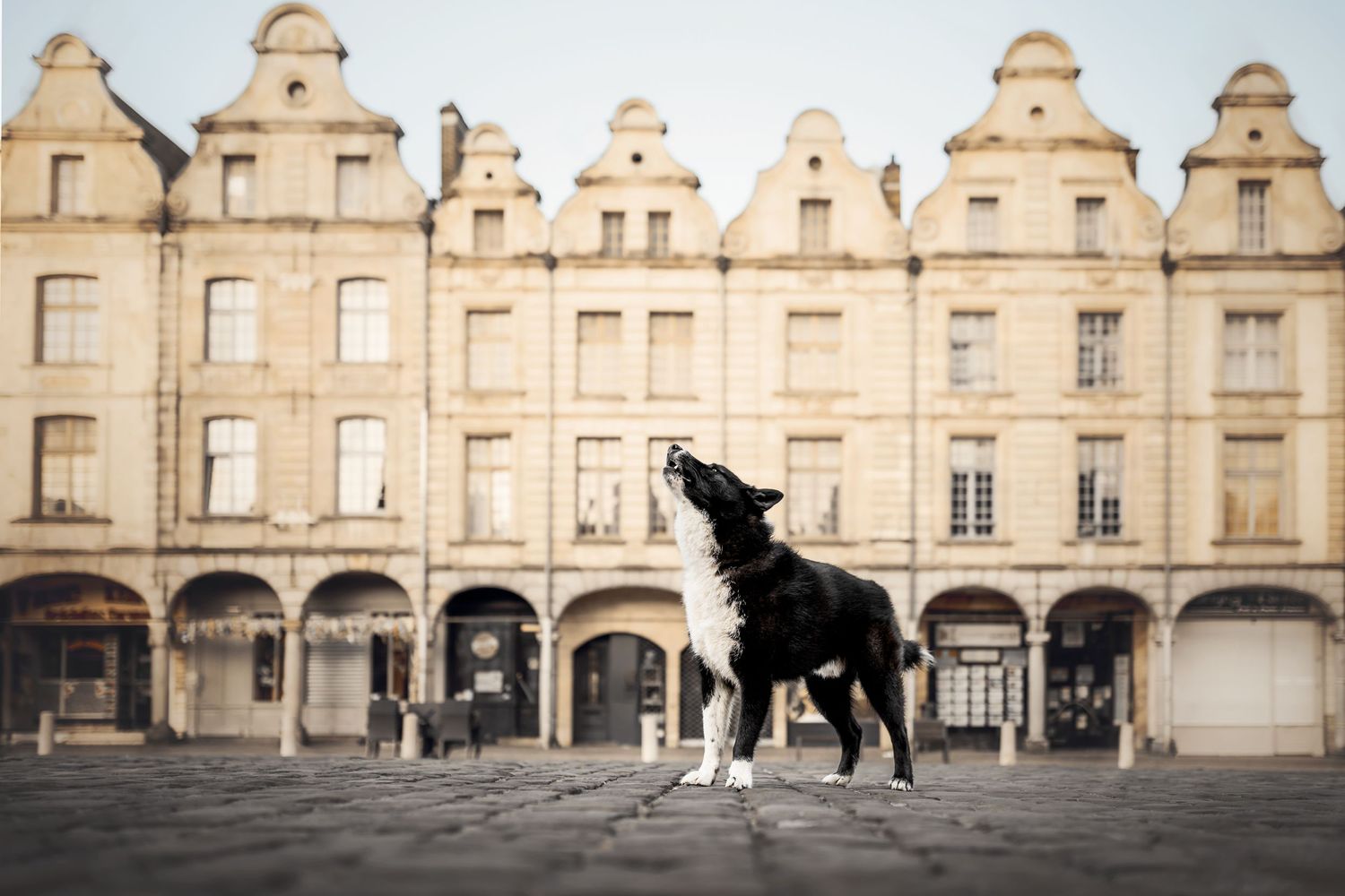 Border Collie dog standing in front of historic European buildings with stepped gables on cobblestone square.