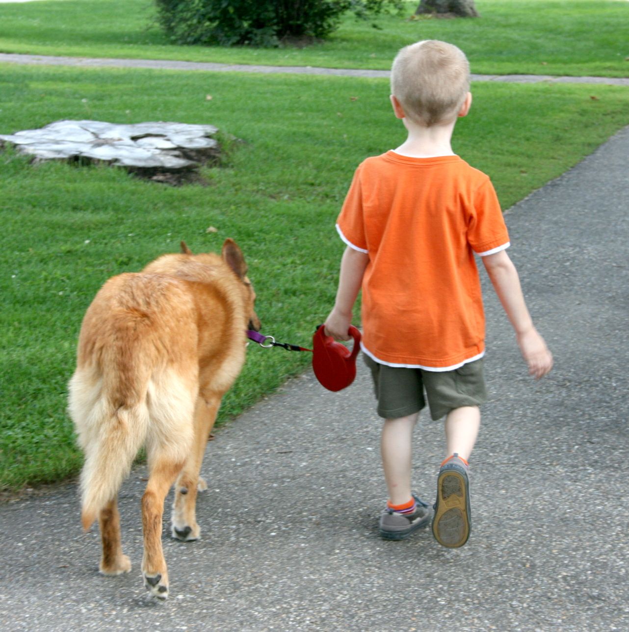 Chinook Dogs and Kids:  practicing loose leash walking with Intervale Ursa and Ash.
