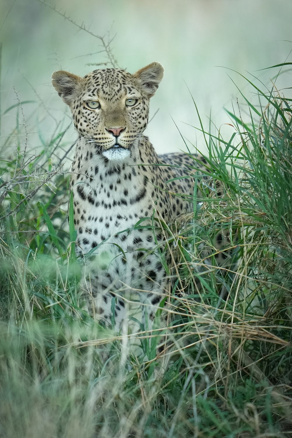 Leopard hiding in tall grass gazing intently through green vegetation.