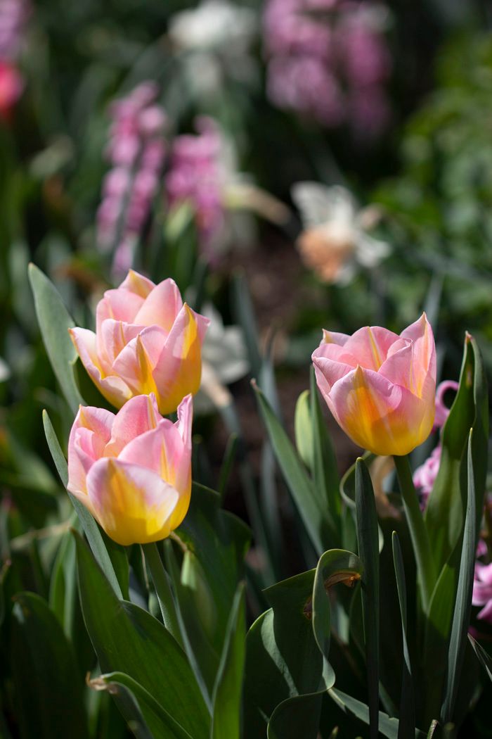 Pink and yellow tulips blooming in a garden with soft natural lighting.