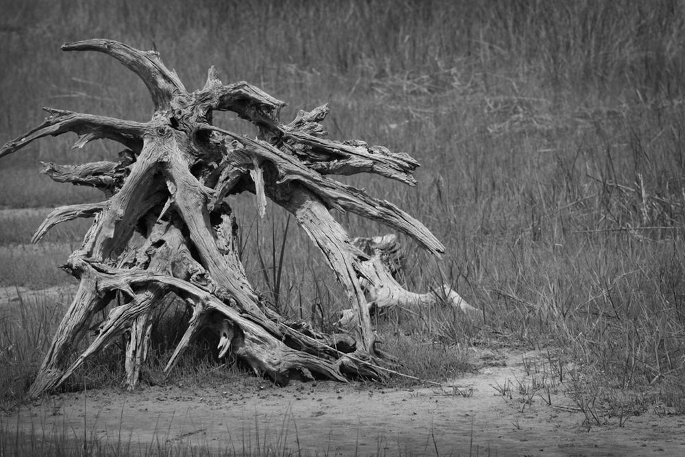 Black and white photograph of exposed tree roots and driftwood on a misty beach.