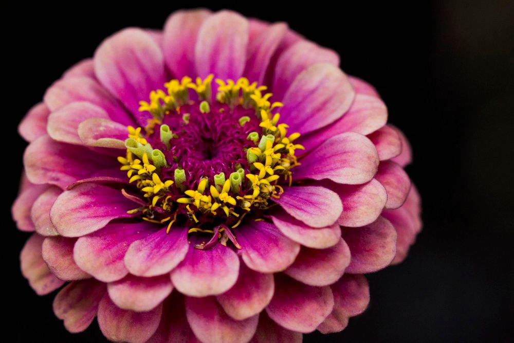 Close-up of a vibrant pink zinnia flower with yellow stamens in the center.