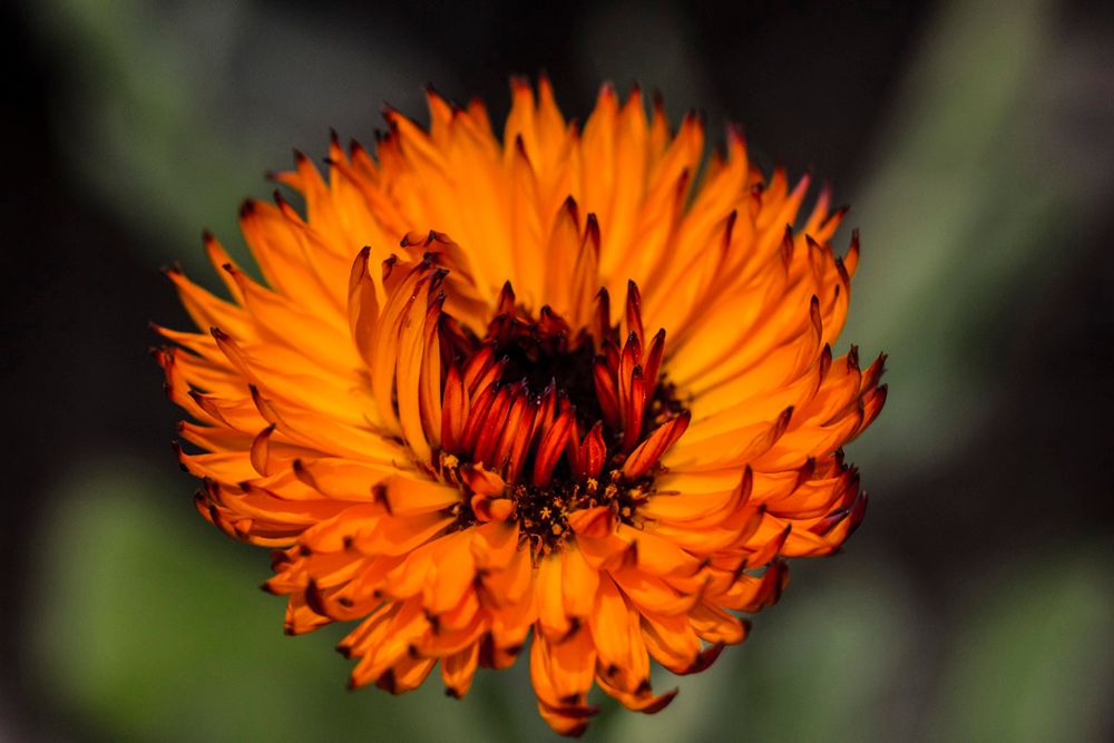 Close-up of a bright orange marigold flower with layered petals in full bloom.