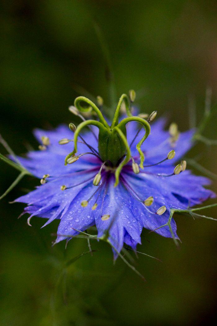 A vibrant blue Love-in-a-mist flower with delicate curling stamens against a blurred green background.