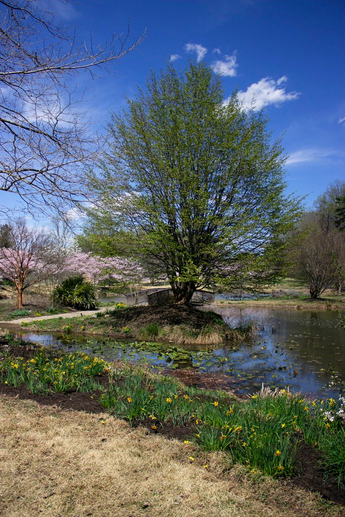 Spring landscape with blooming trees and daffodils around a tranquil pond.