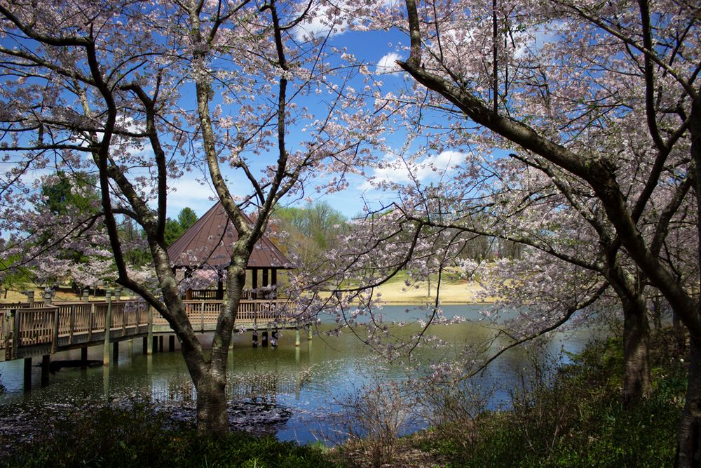 Cherry blossom trees surrounding a wooden pavilion over a serene lake.