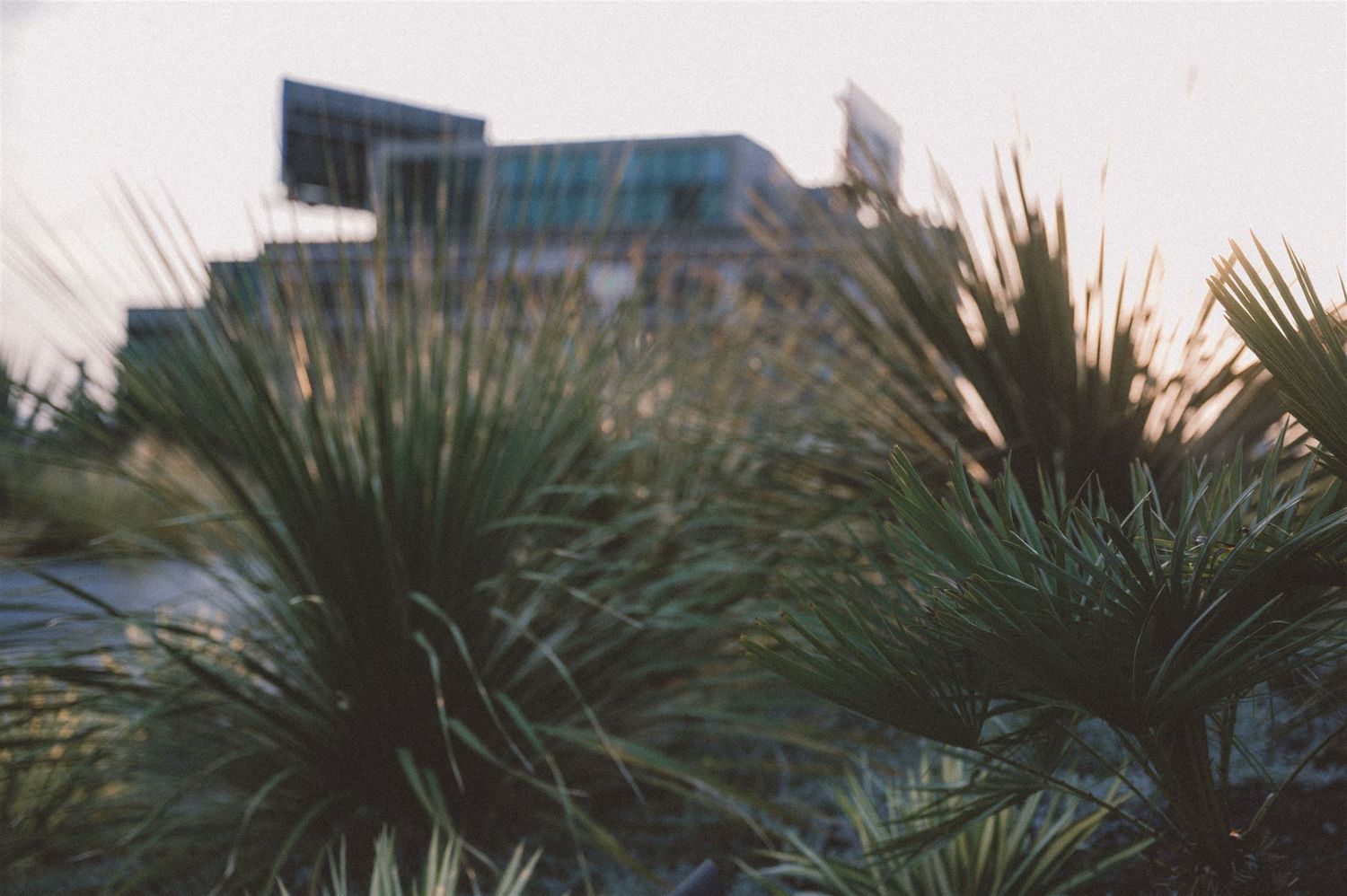 Palm fronds frame a blurred urban building backdrop in soft focus.