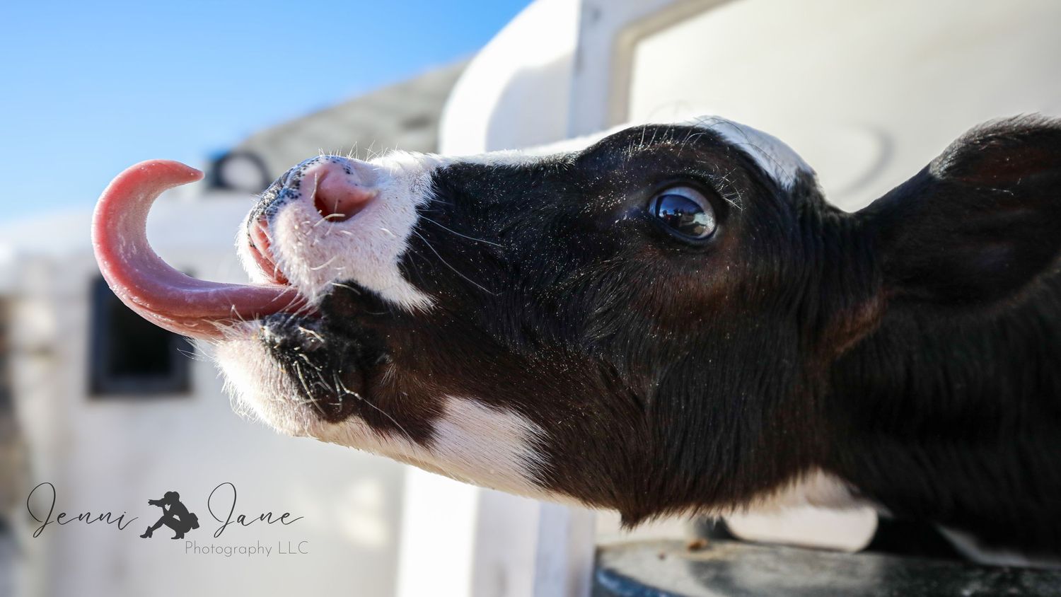 Young Holstein calf drinking milk from a bottle against blue sky background.