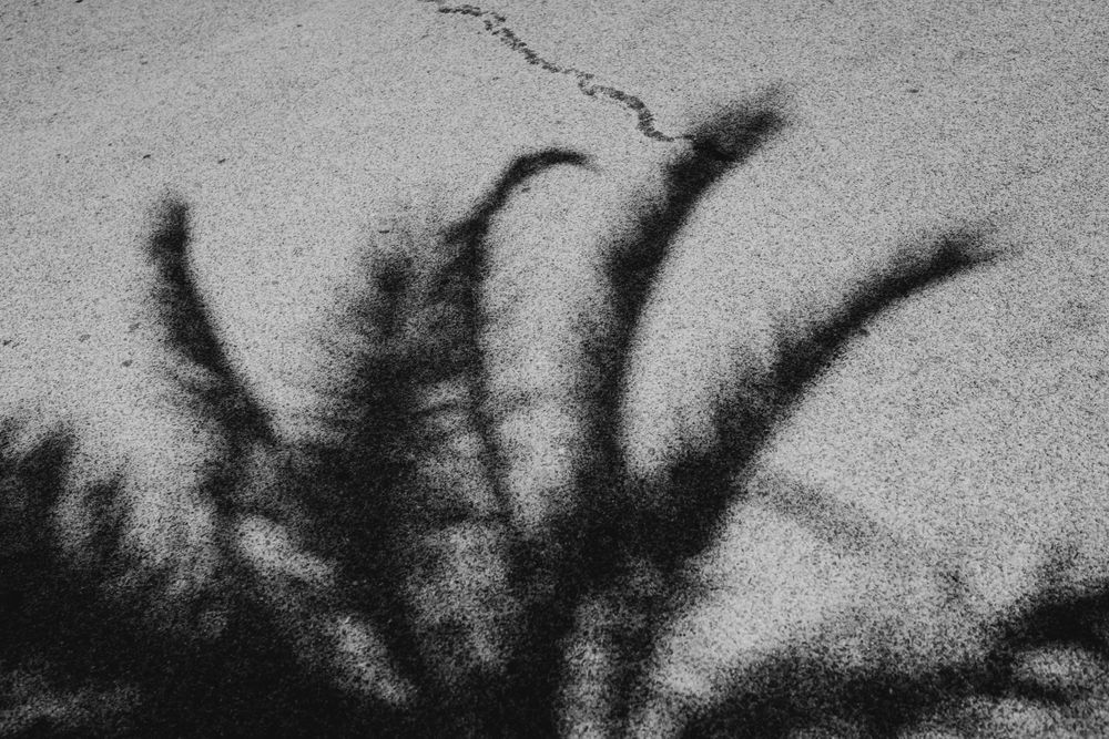Abstract shadow of palm fronds cast against a light textured wall.