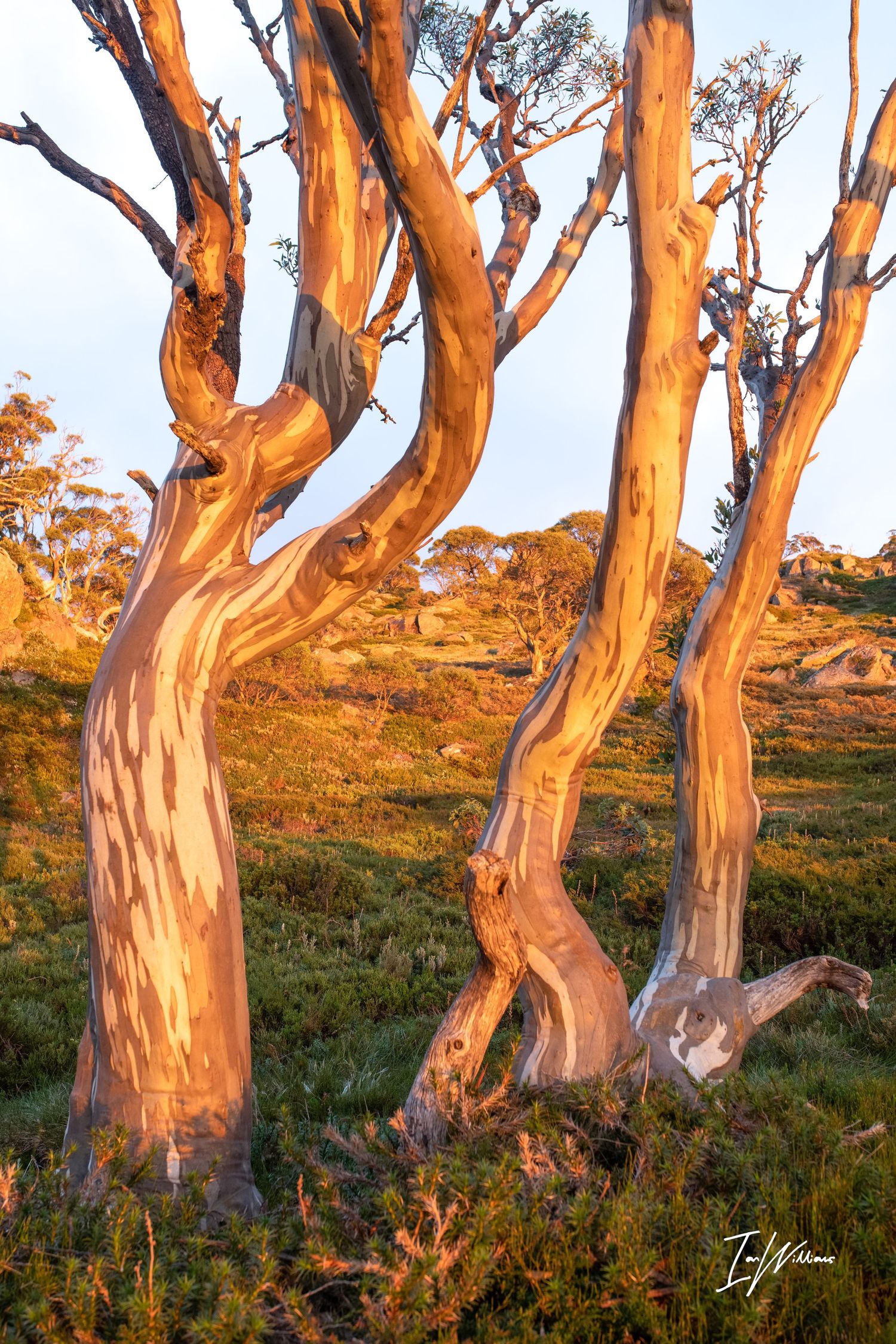 First light on Snow Gums