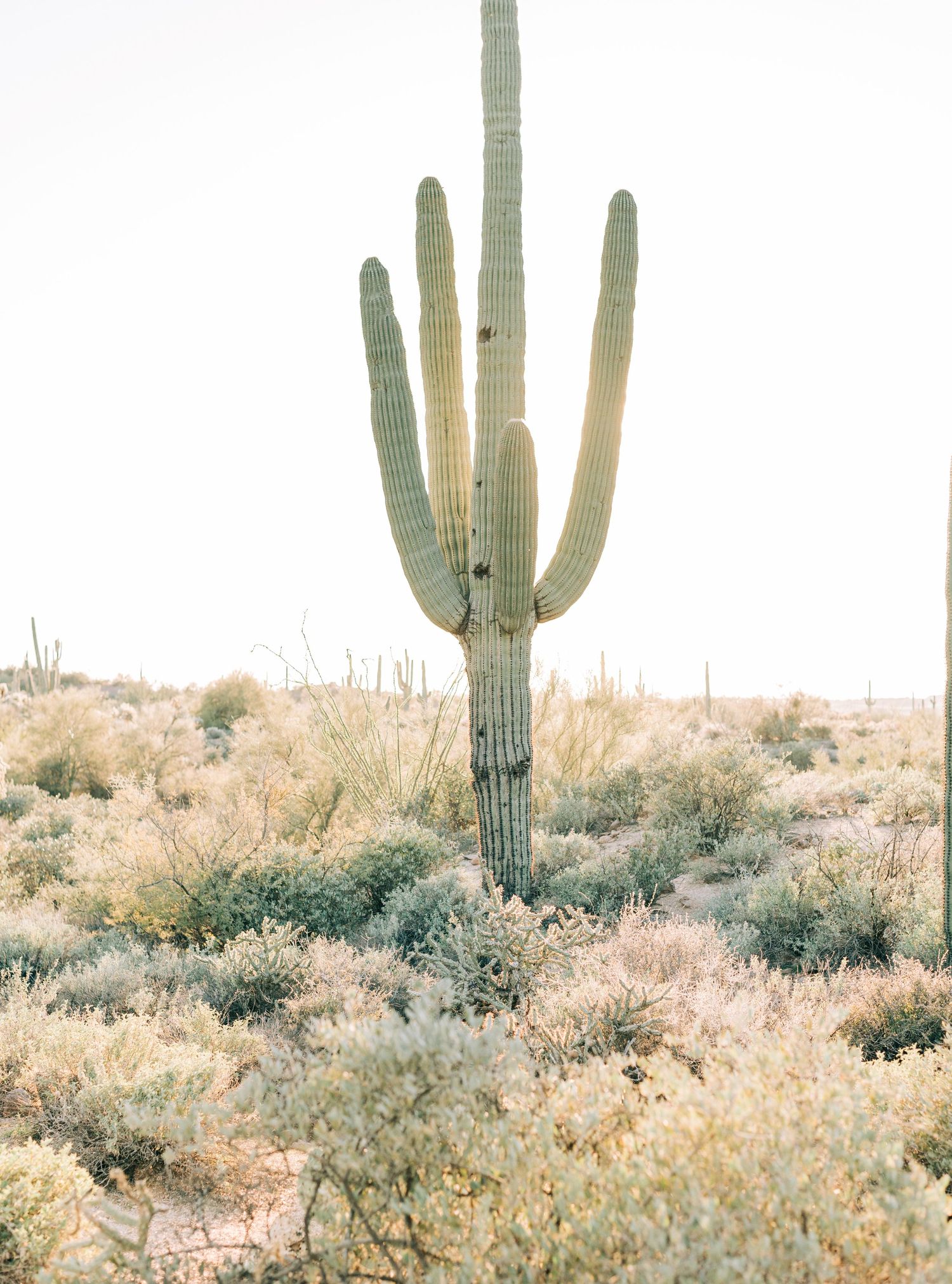 A tall saguaro cactus stands alone in the Arizona desert surrounded by low shrubs under a bright sky.