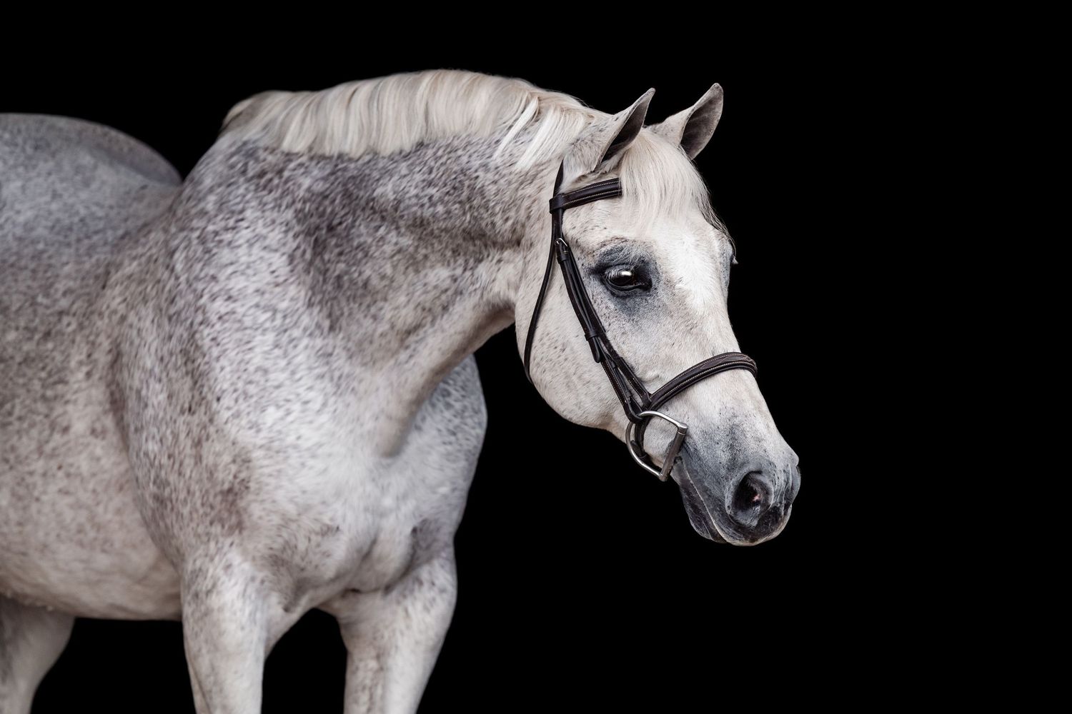 Fleabitten gray quarter horse in hunter bridle, black background portrait