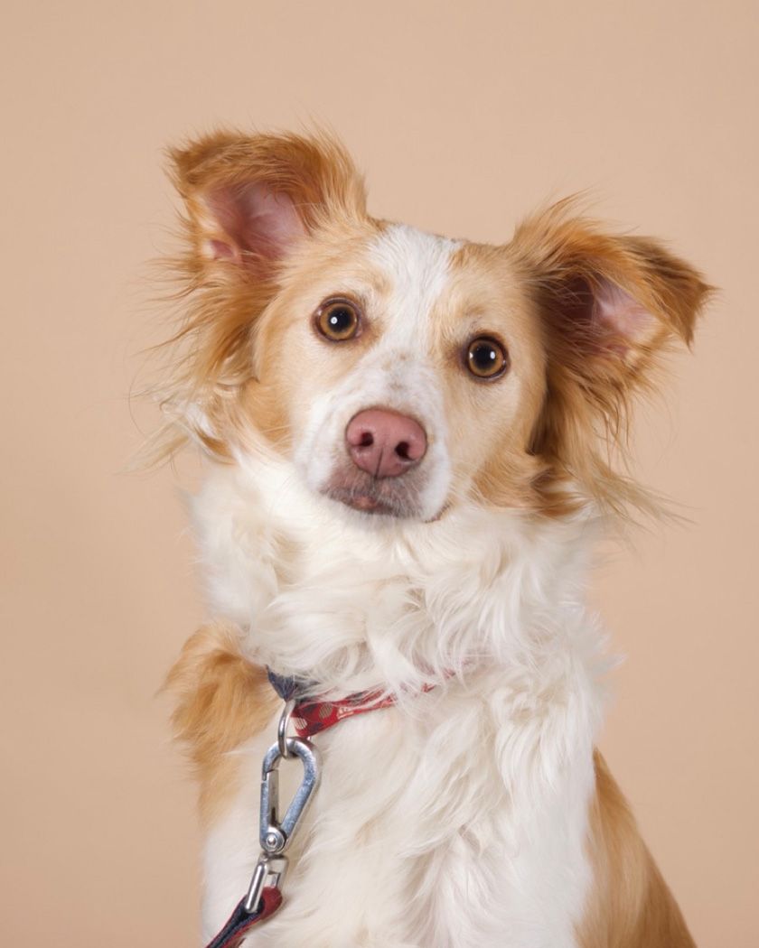 Rescue dog in photographic studio by Lucy Reeve Dog Photographer