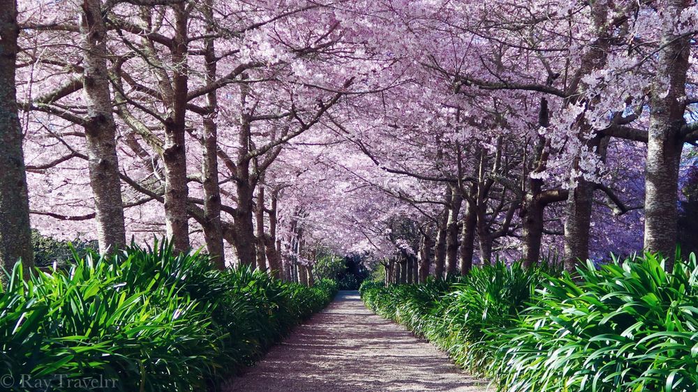 Cherry blossom trees create a pink tunnel over a peaceful garden pathway.