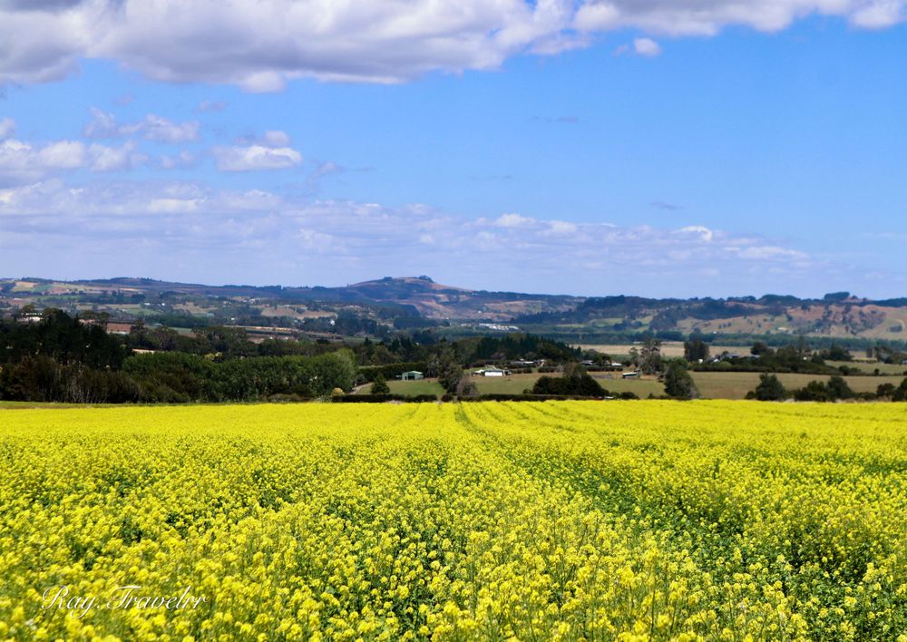 Vibrant yellow canola fields stretch across rolling hills under a cloudy sky in rural countryside.