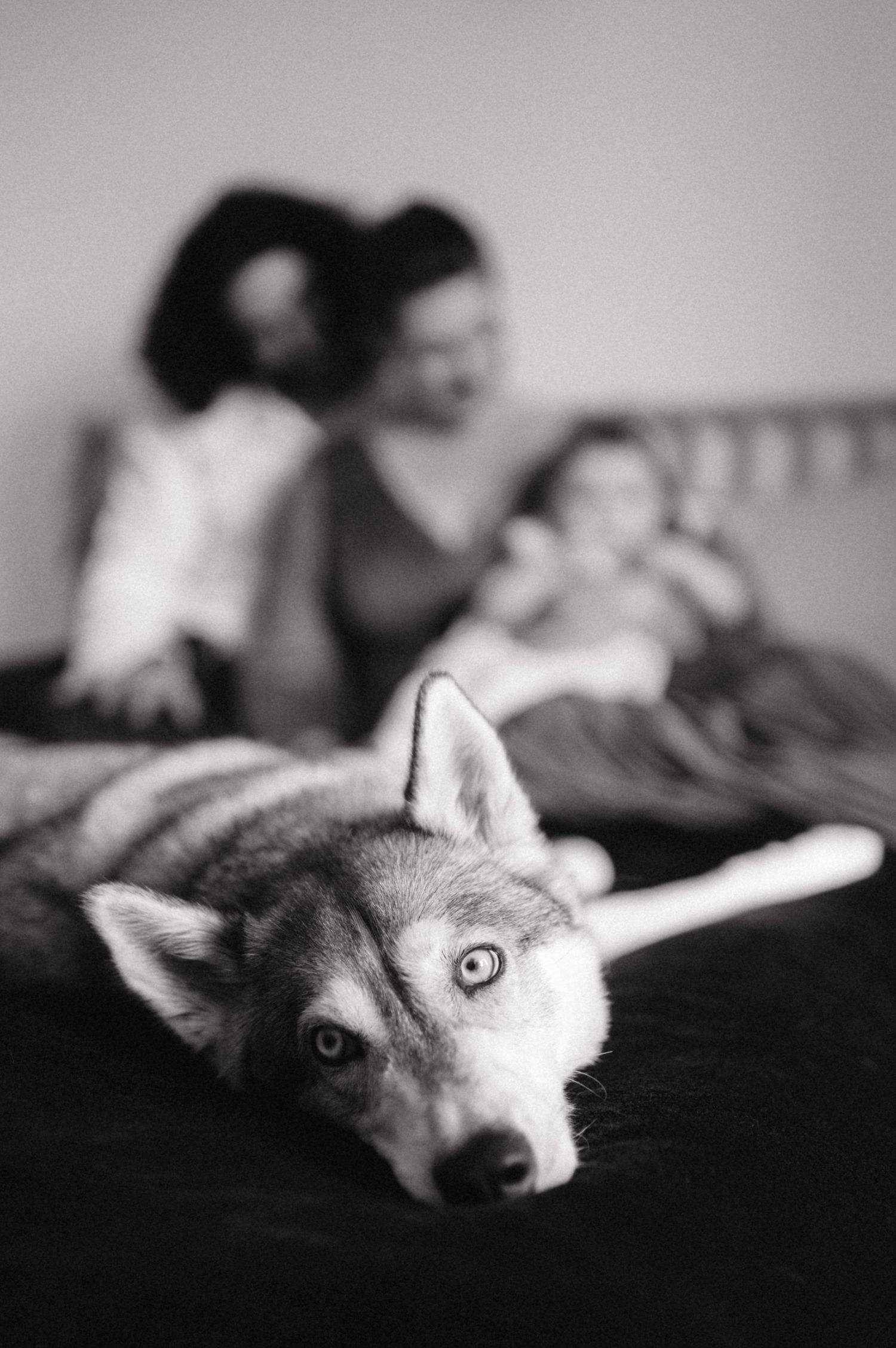 A husky dog with bright eyes looks at camera while family relaxes in background.