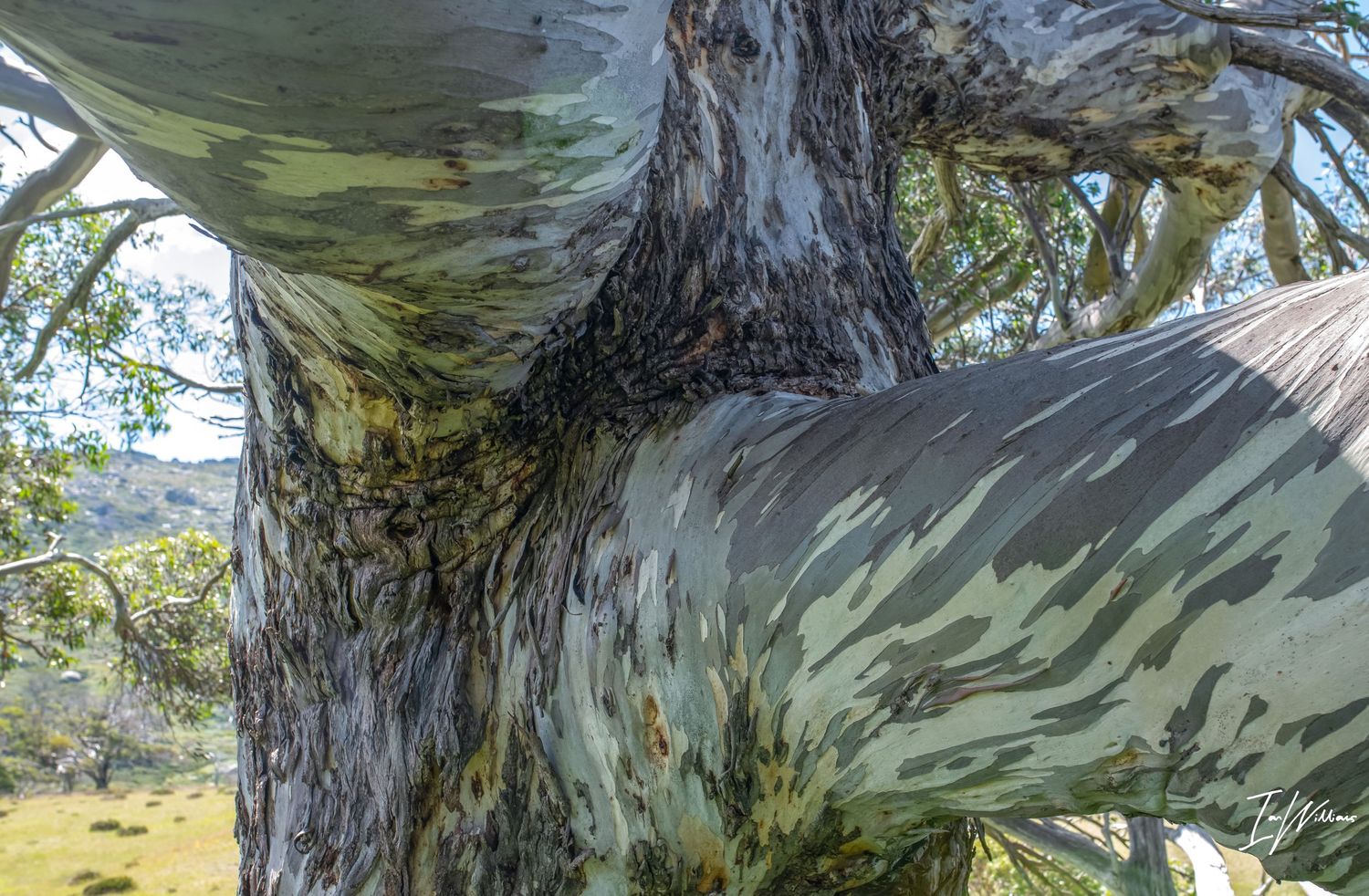 Ancient snow gum