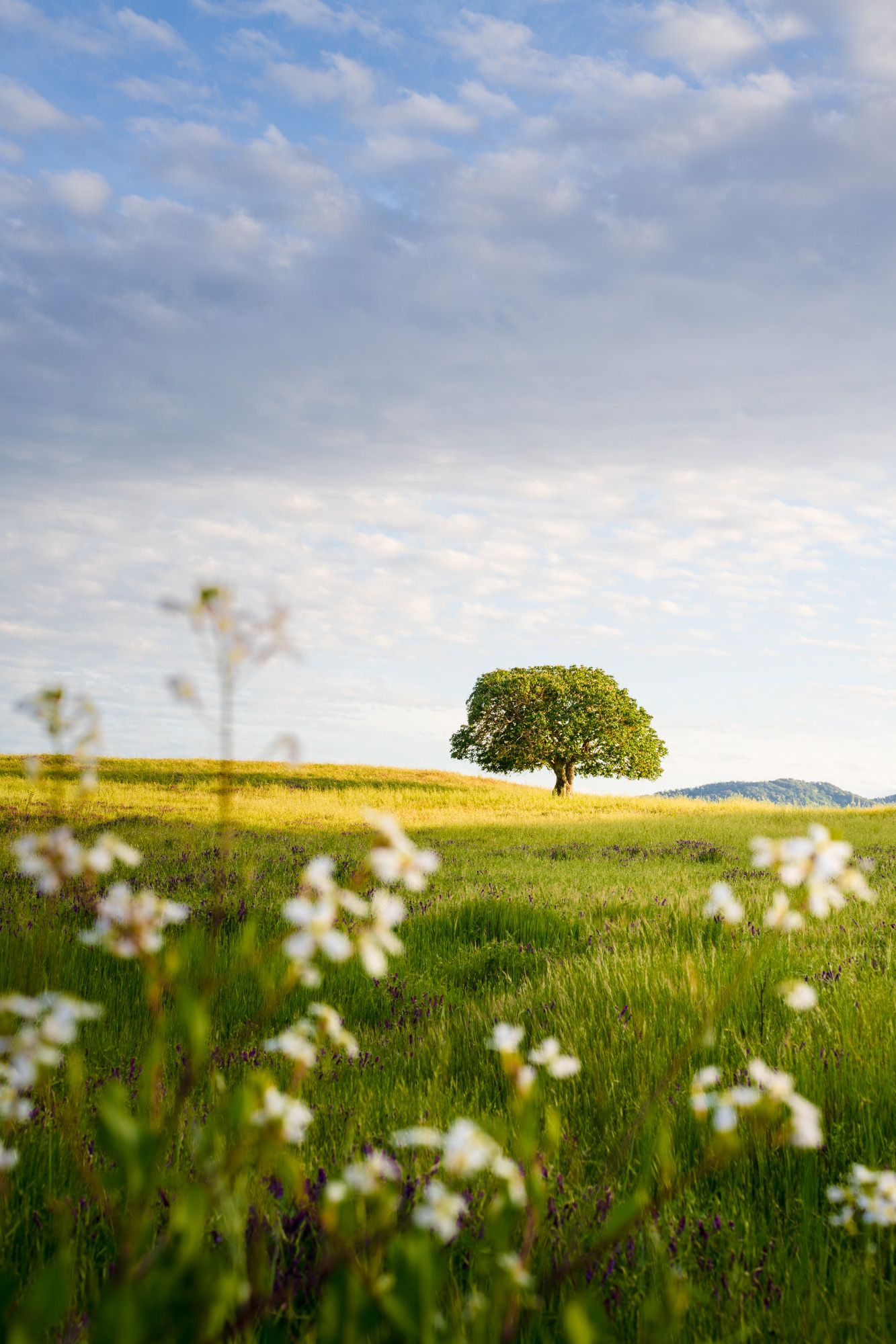 A solitary tree stands on a grassy hilltop with white wildflowers blooming in the foreground against a blue cloudy sky.