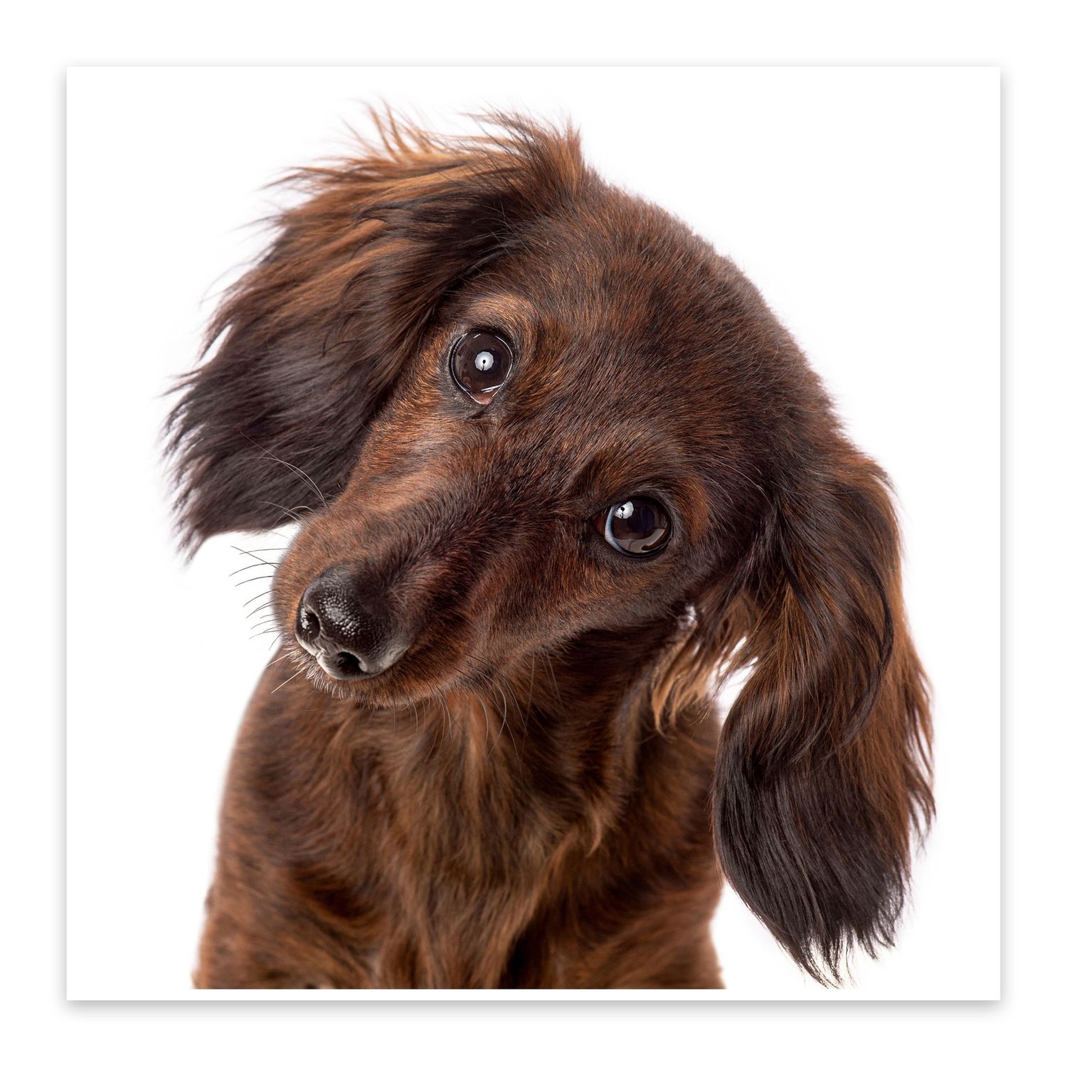 Close-up of brown dachshund tilting head with long floppy ears.