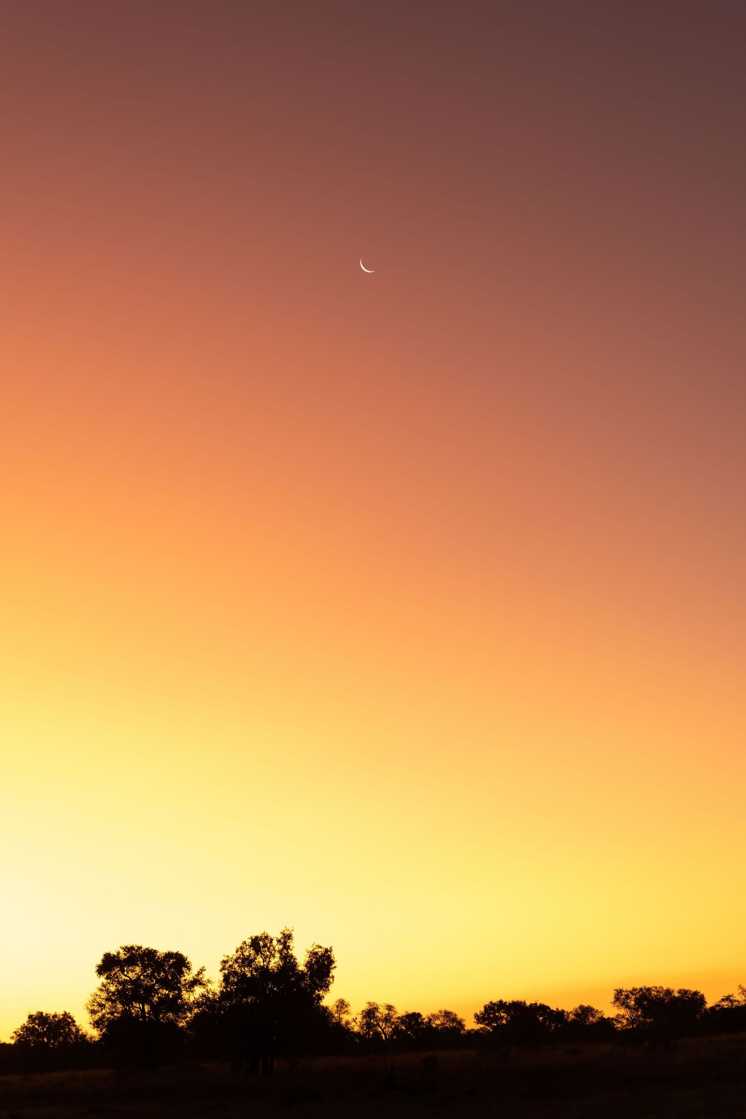 Beautiful orange and purple sunset sky with silhouettes of trees on the horizon.