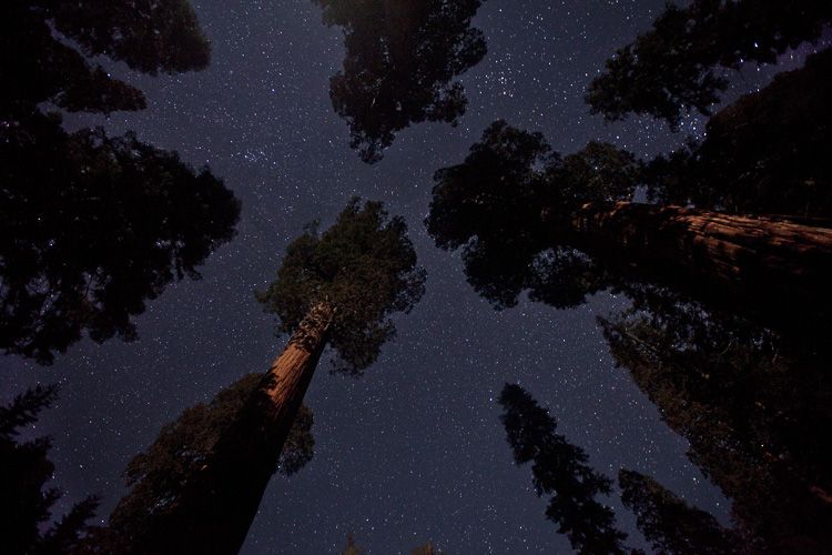 Sequoia Trees at Night under the stars, Sequoia National Park, California
