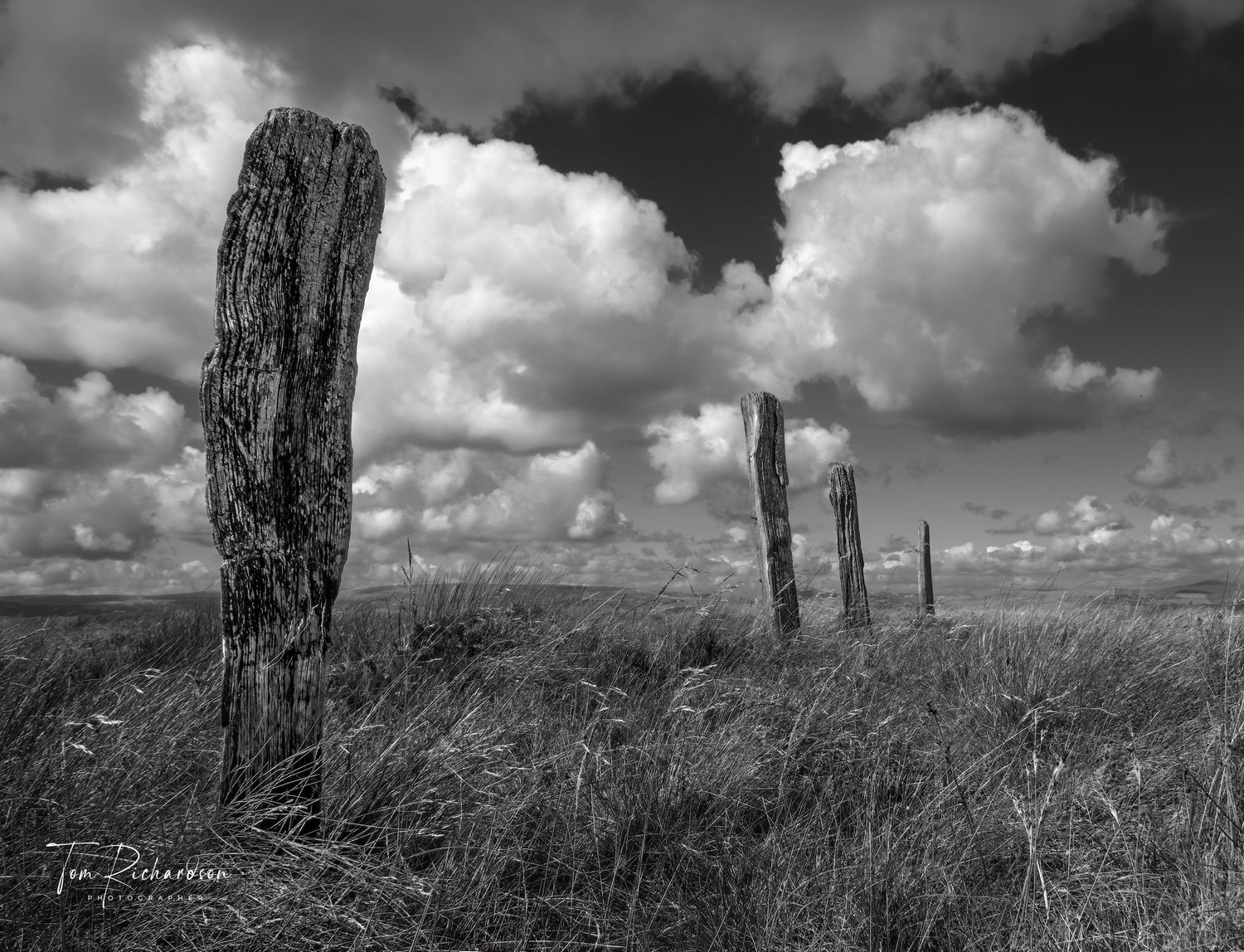 Old Fence posts on Waddington Fell