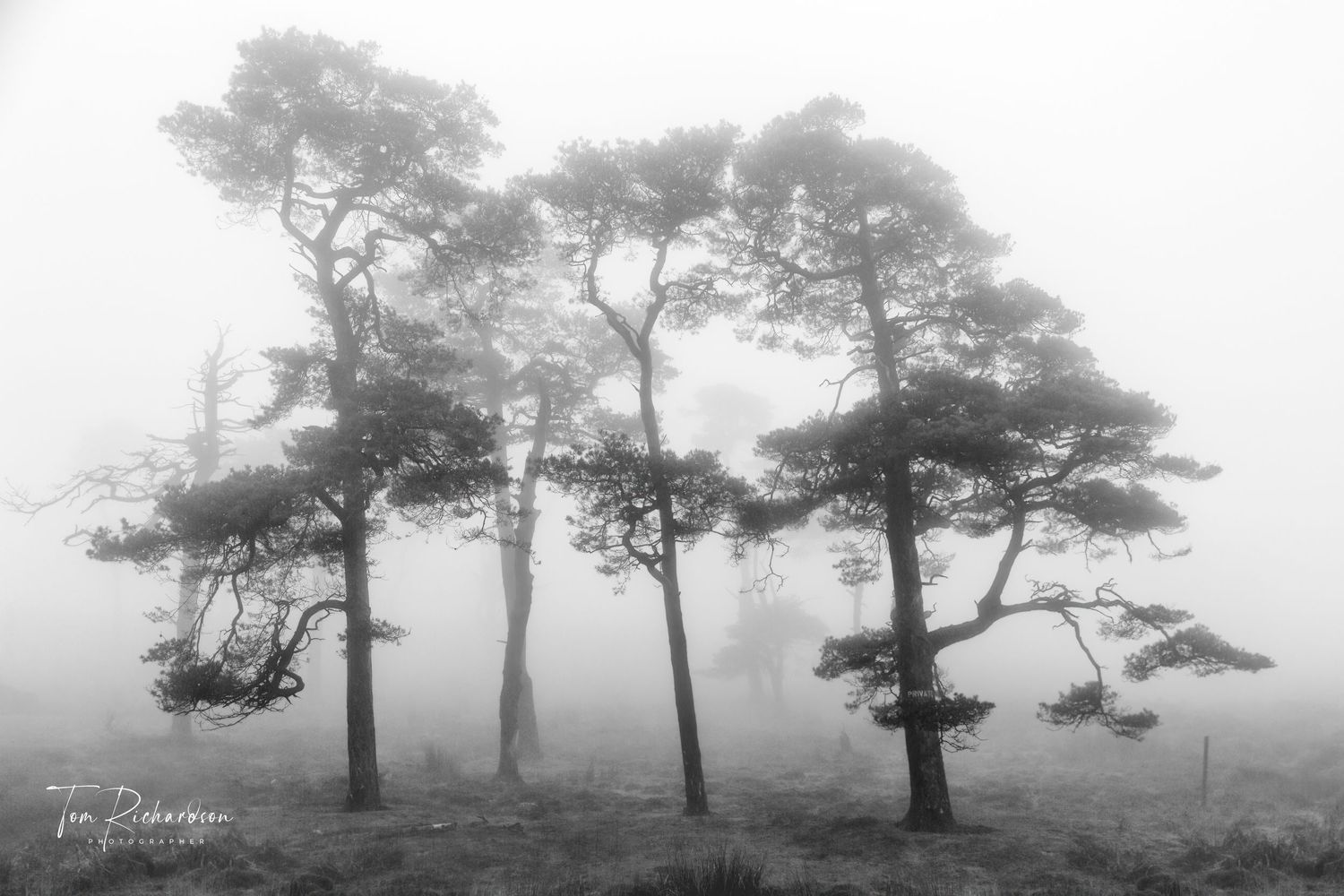 Scots Pine in the mist near Trough Bridge, Marshaw