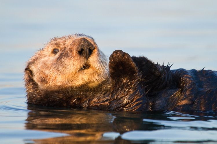 Southern Sea Otter swims at Sunset in the Elkhorn Slough, California
