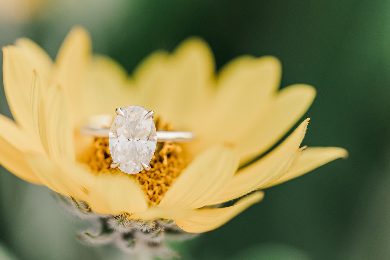 MEADOWLARK GARDENS ENGAGEMENT PICTURES