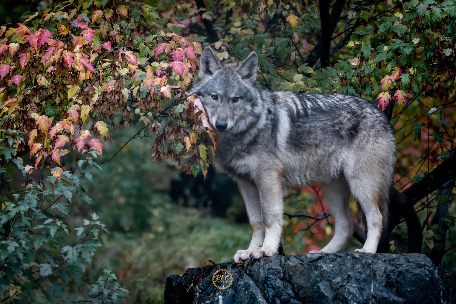 wildlife