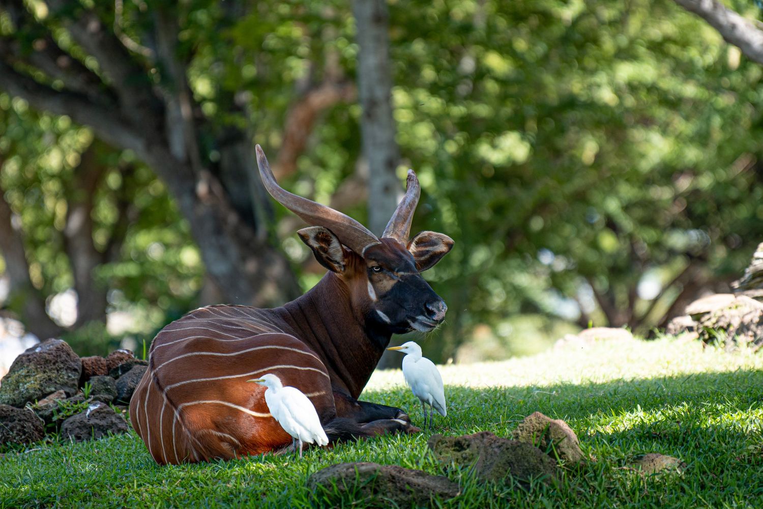 wildlife