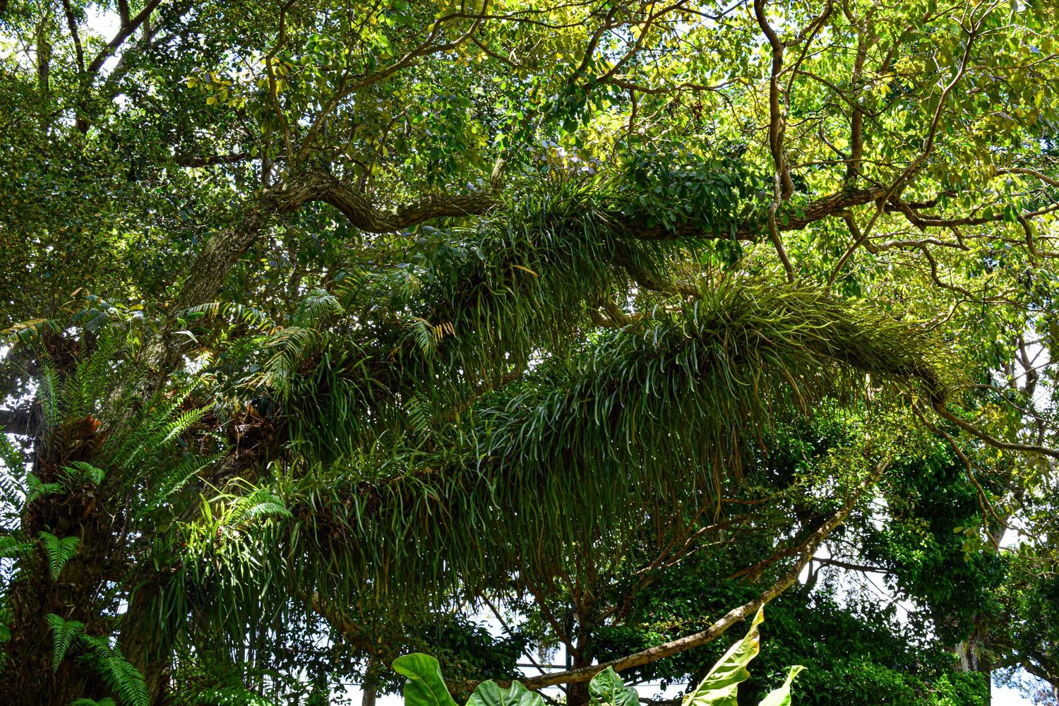 garden